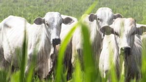 Mercado do boi gordo inicia 2025 com estabilidade de preços