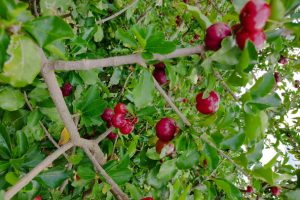 Inovações na fruticultura no Show Rural Coopavel 2025