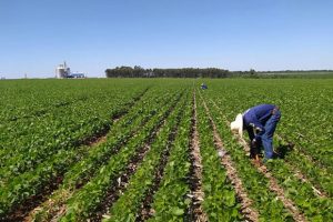 Bioinsumos ganham espaço no Brasil, mas desafios regulatórios ainda preocupam o setor