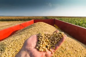 Suspensão de 5 exportadores de soja do Brasil pela China durará 2 meses, diz Secretário