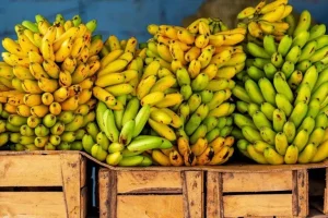 Equador se torna o maior exportador de banana fresca do mundo