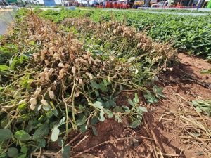 Política de diversificação agrícola faz o cultivo do amendoim crescer