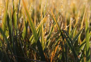 Entidades contestam números da Conab sobre a safra de arroz