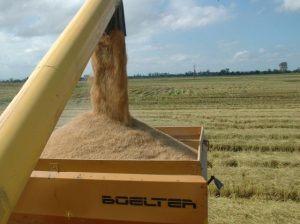 Abertura da Colheita de Arroz: Estado tem expectativa de produzir mais de 1,2 milhão de toneladas