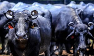 Fazendeiro é condenado por abandono de búfalas