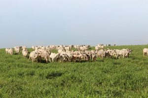 Qualidade da carne bovina passa pela sanidade dos rebanhos