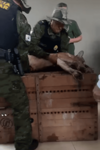 Onça-parda invade condomínio