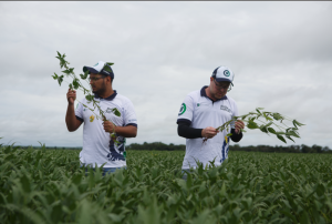 Com clima favorável e aumento de área, safra de soja deve ser a maior da história