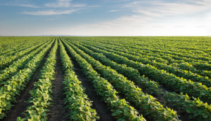 Qual é a fazenda mais valiosa do Brasil que está à venda