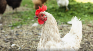 Gripe aviária: Confirmação de caso suspende venda de aves em parte dos EUA
