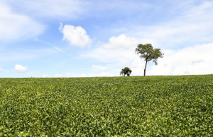 Mais de 70% das lavouras de soja apresentam boas condições de desenvolvimento
