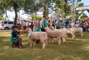 Feiras de Verão da ovinocultura vão movimentar janeiro e fevereiro