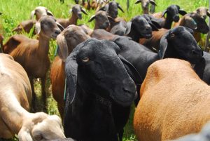 Brasil poderá exportar ovinos vivos para o Kuwait
