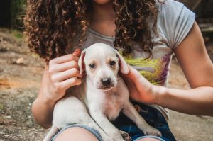 Brasil tem terceira maior população pet do mundo