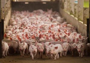 Bem-estar animal: relatório aponta 70% de avanço na suinocultura