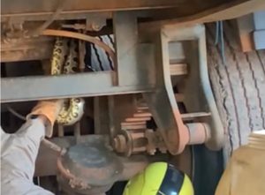 Bombeiros capturam sucuri enrolada em caminhão
