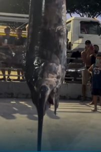 VÍDEO: Peixe com mais de 300kg é capturado em Guarapari