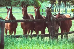 Nascem na Argentina os primeiros cavalos editados geneticamente no mundo