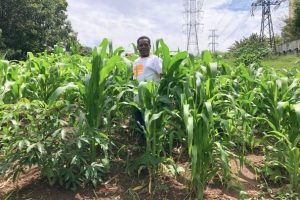 Agro da cidade de São Paulo é do tamanho de uma fazenda de 50 mil hectares