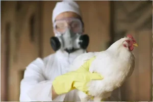 Risco de gripe aviária continua baixo após primeira morte humana nos EUA, Diz OMS