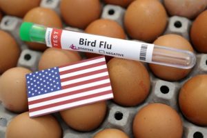 EUA investem em estoque de vacinas para gripe aviária destinado a aves