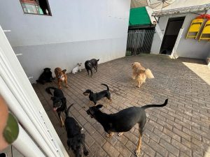Toledo: Quantos animais para adoção tem a cidade?
