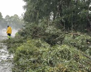 Temporal: Raio atinge árvore e bloqueia BR-369