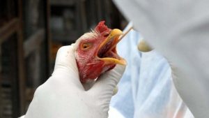 EUA suspende atividades avícolas após caso de gripe aviária