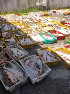Carga de 2,7 toneladas de raia-viola é apreendida em rodovia