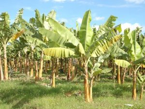 Aplicativo apoia bananicultores no controle da sigatoka amarela