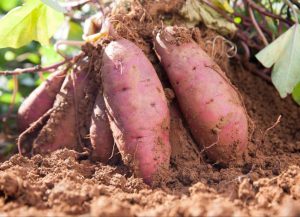 Secretaria de Agricultura certifica Indicação Geográfica da batata-doce