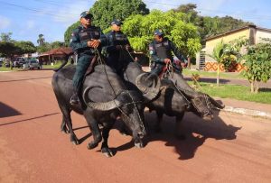 Polícia utiliza búfalos como “viaturas” em rondas