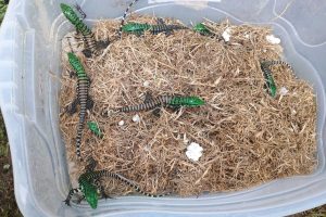 Ninhada com 22 lagartos é encontrada em jardim de residência