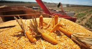 Milho se torna pilar estratégico do agronegócio