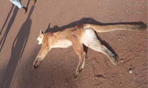 Onça-parda é atropelada em rodovia do Paraná
