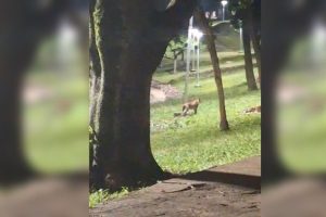 Virou moda: Tem onça passeando na cidade