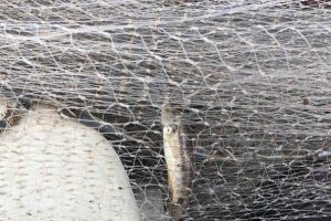 Pesca predatória: agentes do IAT apreendem redes de arrasto nas baías de Antonina e Paranaguá