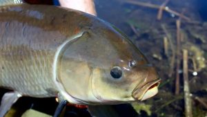 Conheça o peixe que vive mais de 100 anos sem envelhecer