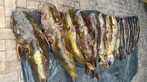 Polícia Militar prende irmãos com 223 quilos de pescado