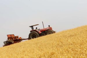 Boletim agropecuário mostra transição entre as safras de grãos e batata