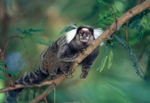 Mulher morre ao contrair raiva após mordida de sagui