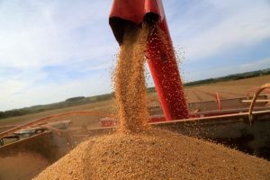 Tempo seco deixa em alerta produtores de soja do RS, Chuvas preocupam centro do Brasil