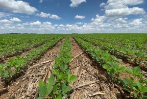 “Soja Legal” recebe certificação de boas práticas agrícolas
