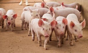 Brasil assina acordo para comércio de carne suína em caso de surto de Peste Suína Africana