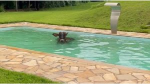 Ei, tem uma vaca na piscina!