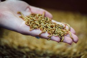 Verme-de-farinha vira alimento na Europa