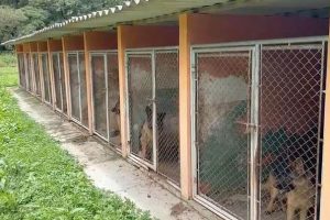 PCPR resgata 120 cães vítimas de maus-tratos
