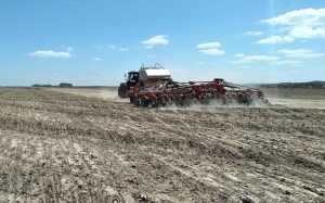 Área de plantio de arroz aumenta