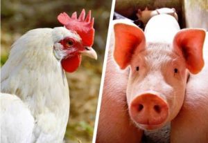 Embrapa aponta alta nos custos de produção de suínos e frangos