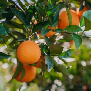 Safra de laranja 2024/25 cresce 2,4% e vêm com frutos mais graúdos